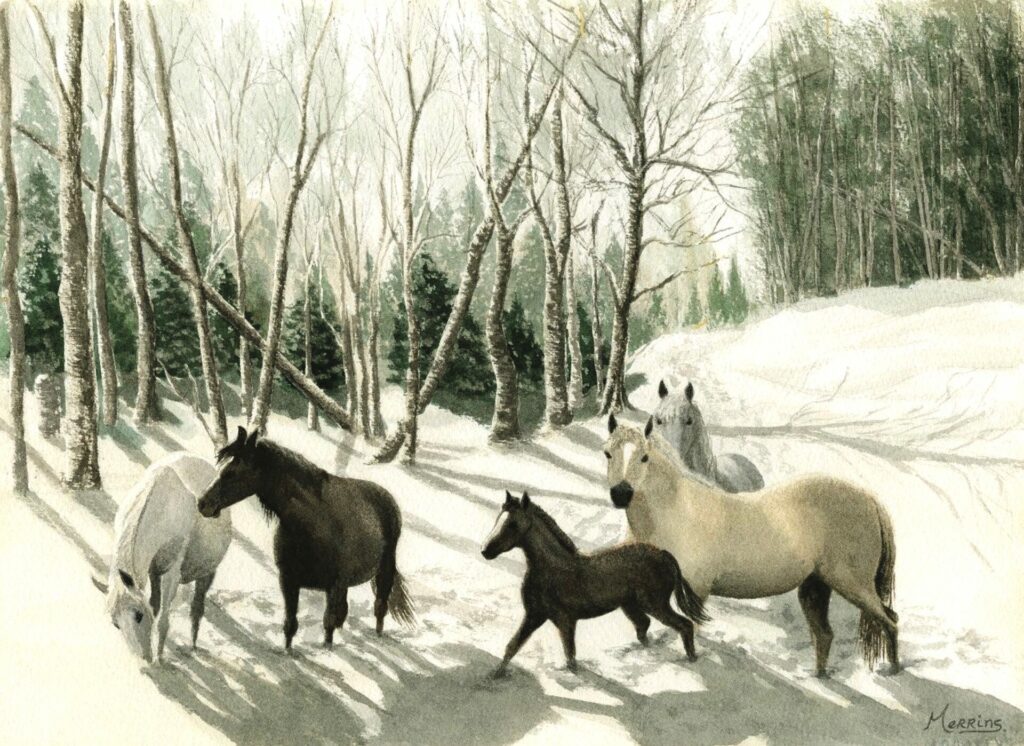 Connemaras in the Snow | Anne Merrins – The Whitethorn Gallery